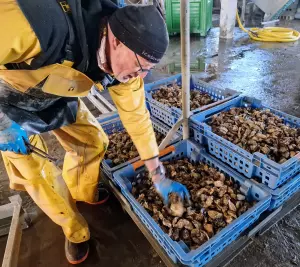 Vérification de l'état de jeunes huîtres tout juste sorties de l'eau