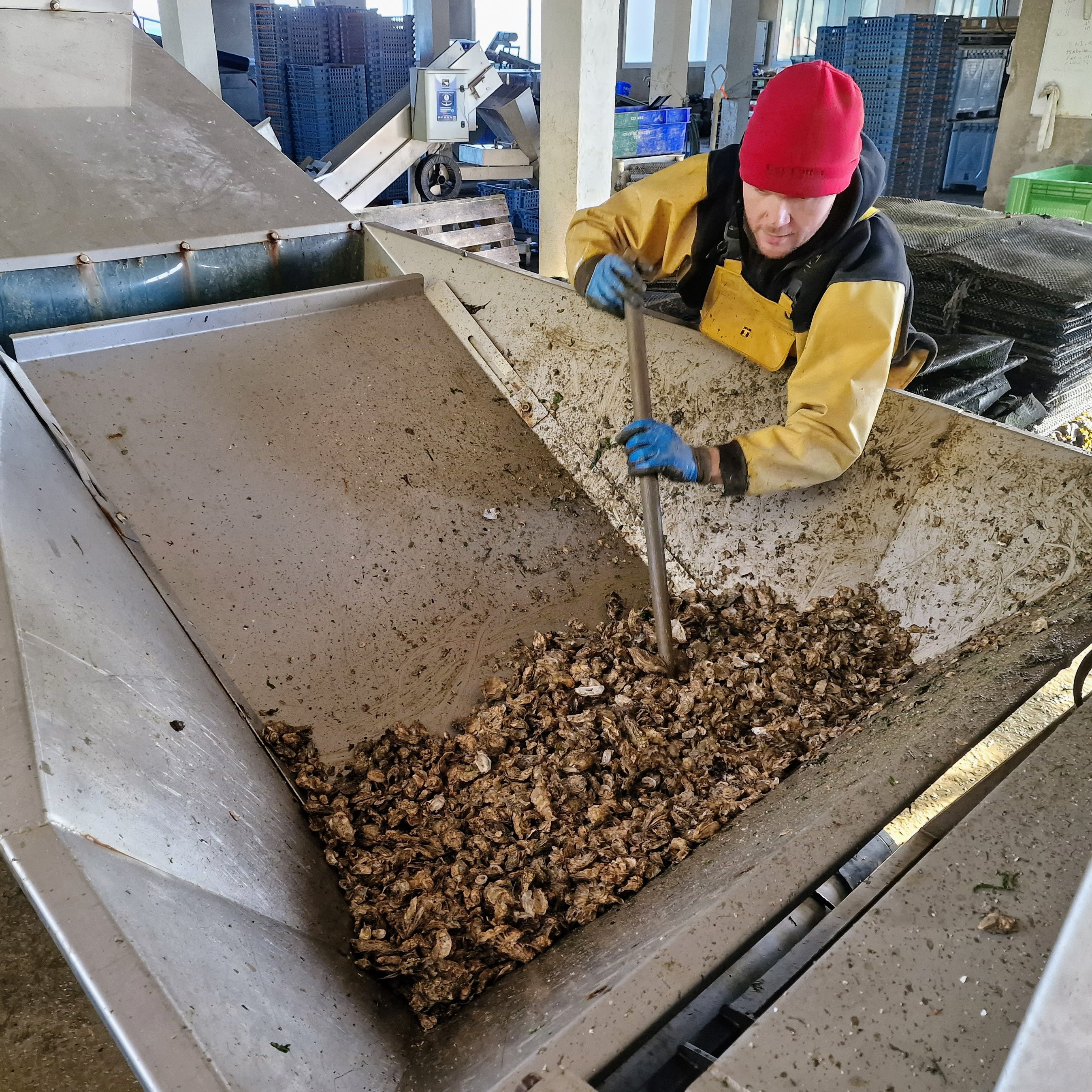 Criblage des naissains dans un chantier ostréicoles de Carantec 