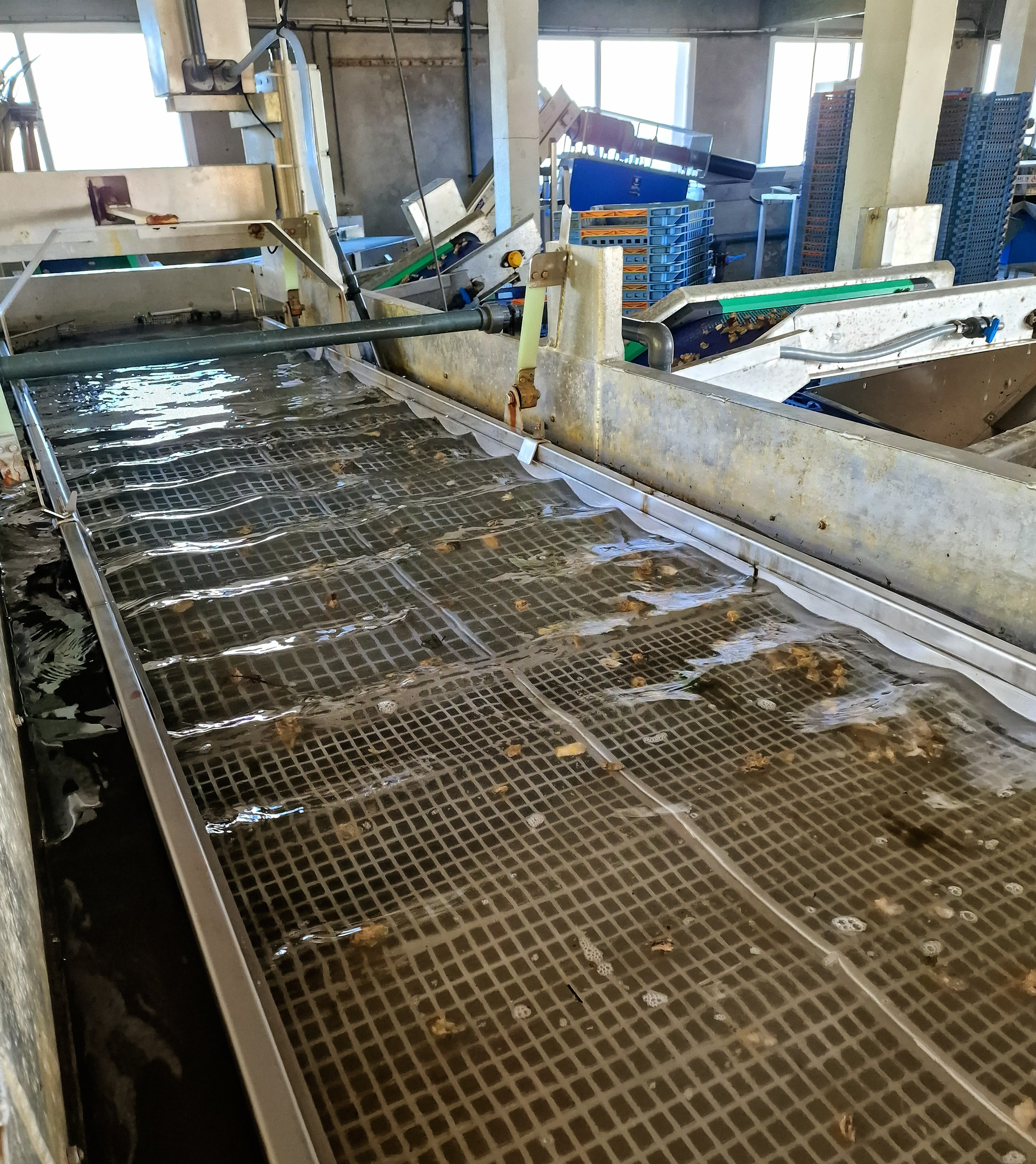 Criblage d'huîtres de 8 mois