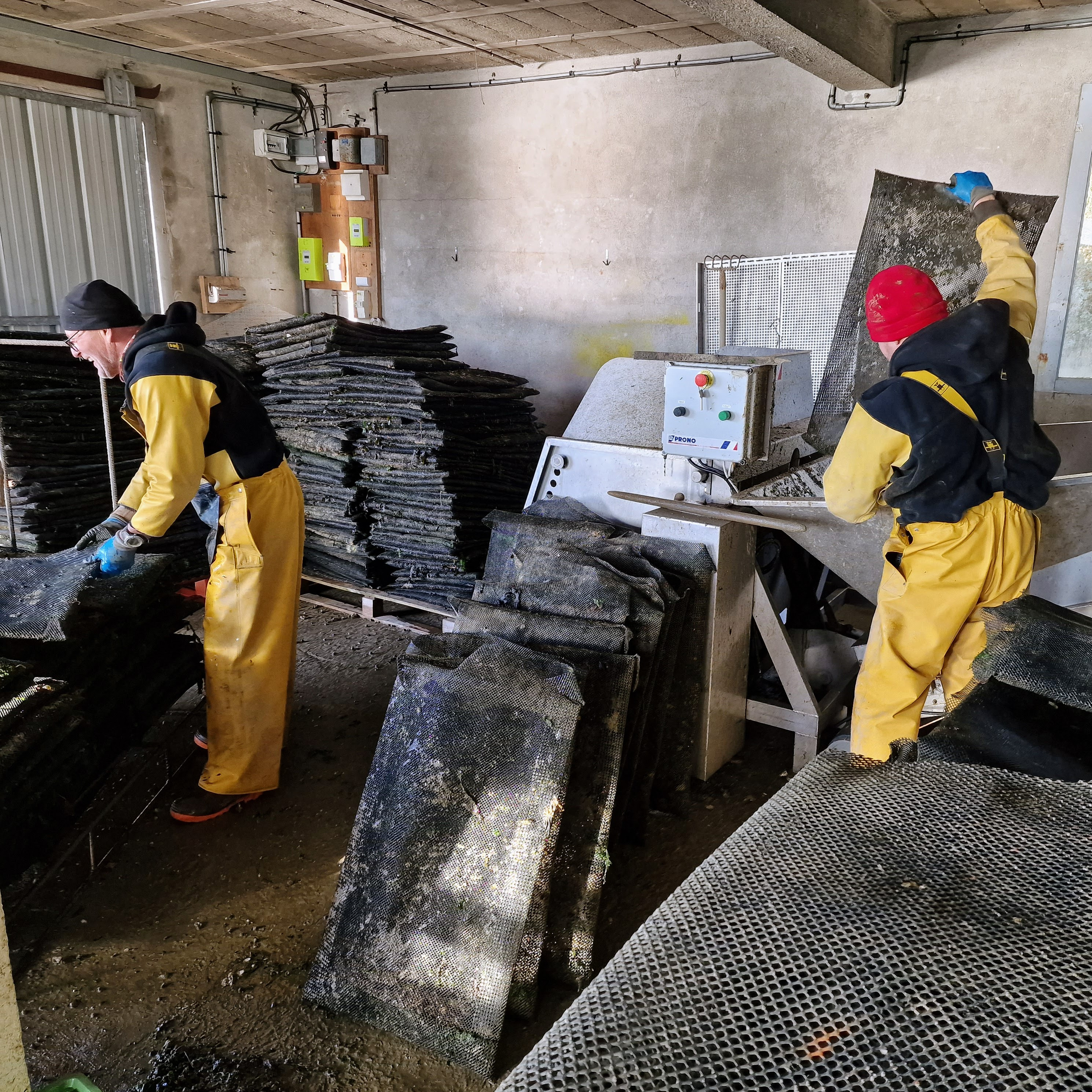 Ouverture de poches de naissains avant le tri et le criblage