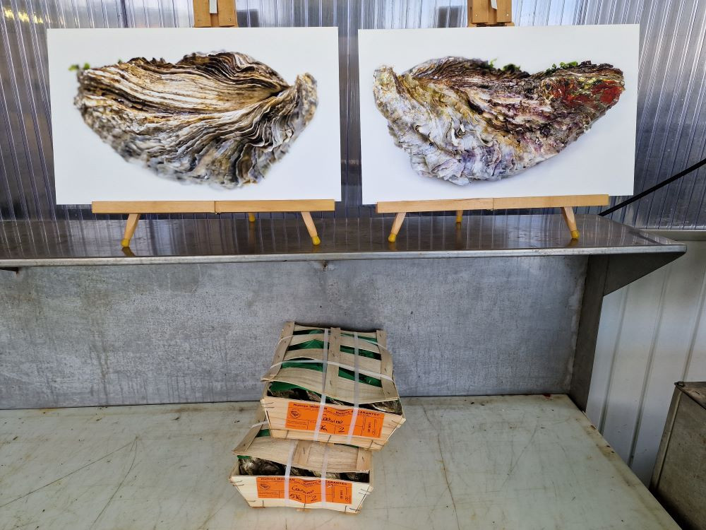 Huître creuse - La plus grosse au monde ?