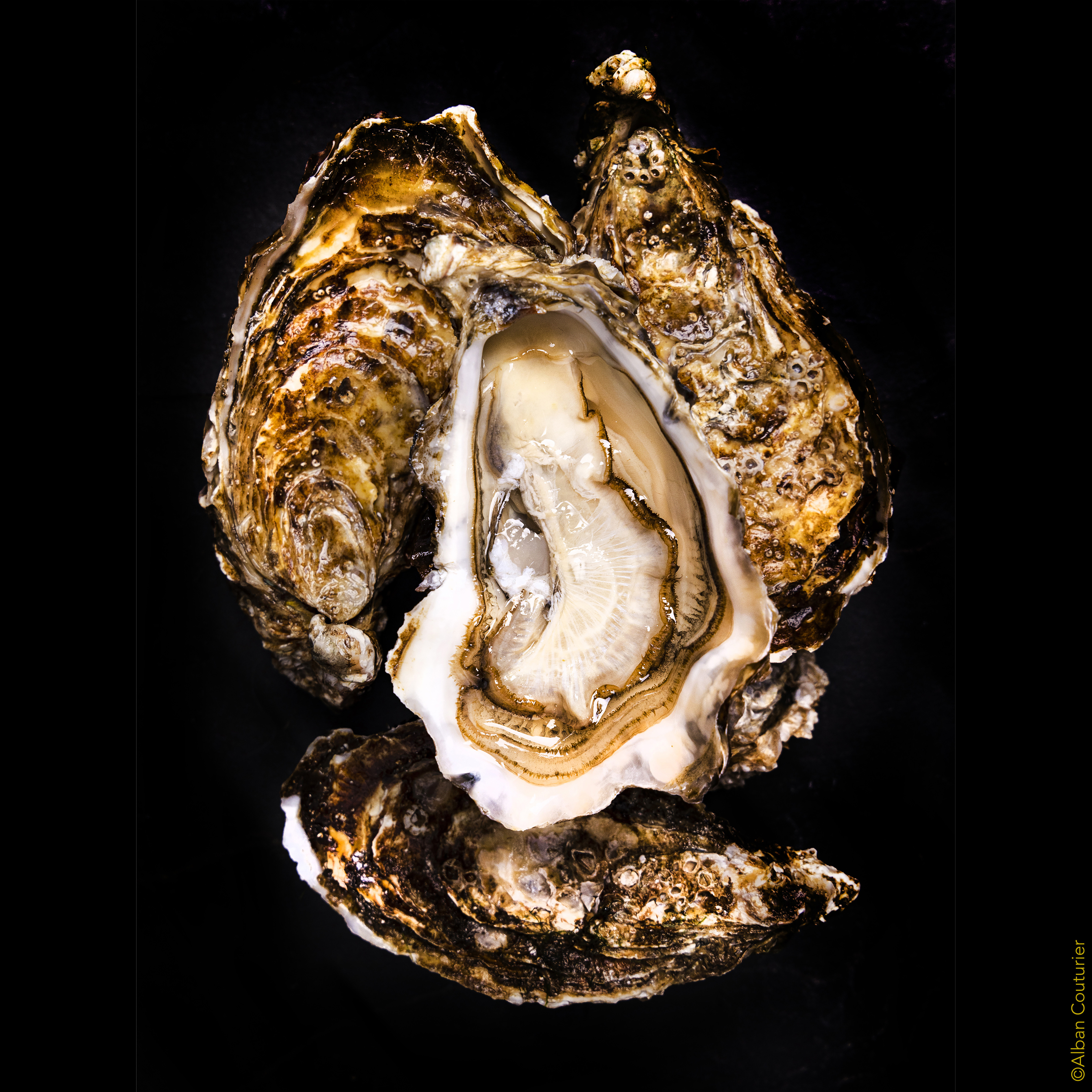 Huîtres creuses de Carantec en Baie de Morlaix