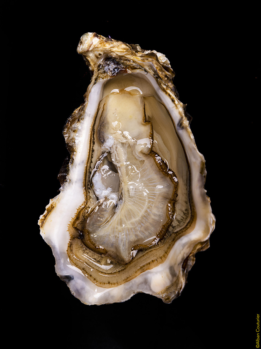 Huître creuse de la Baie de Morlaix