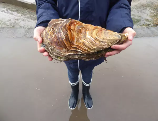 La plus grosse huître du monde trouvée à Carantec
