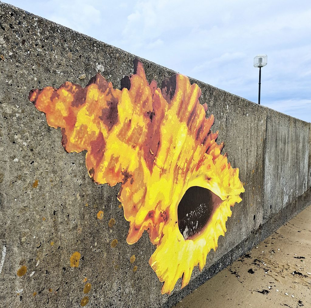 Coquillage Cale du Kelenn Ouest