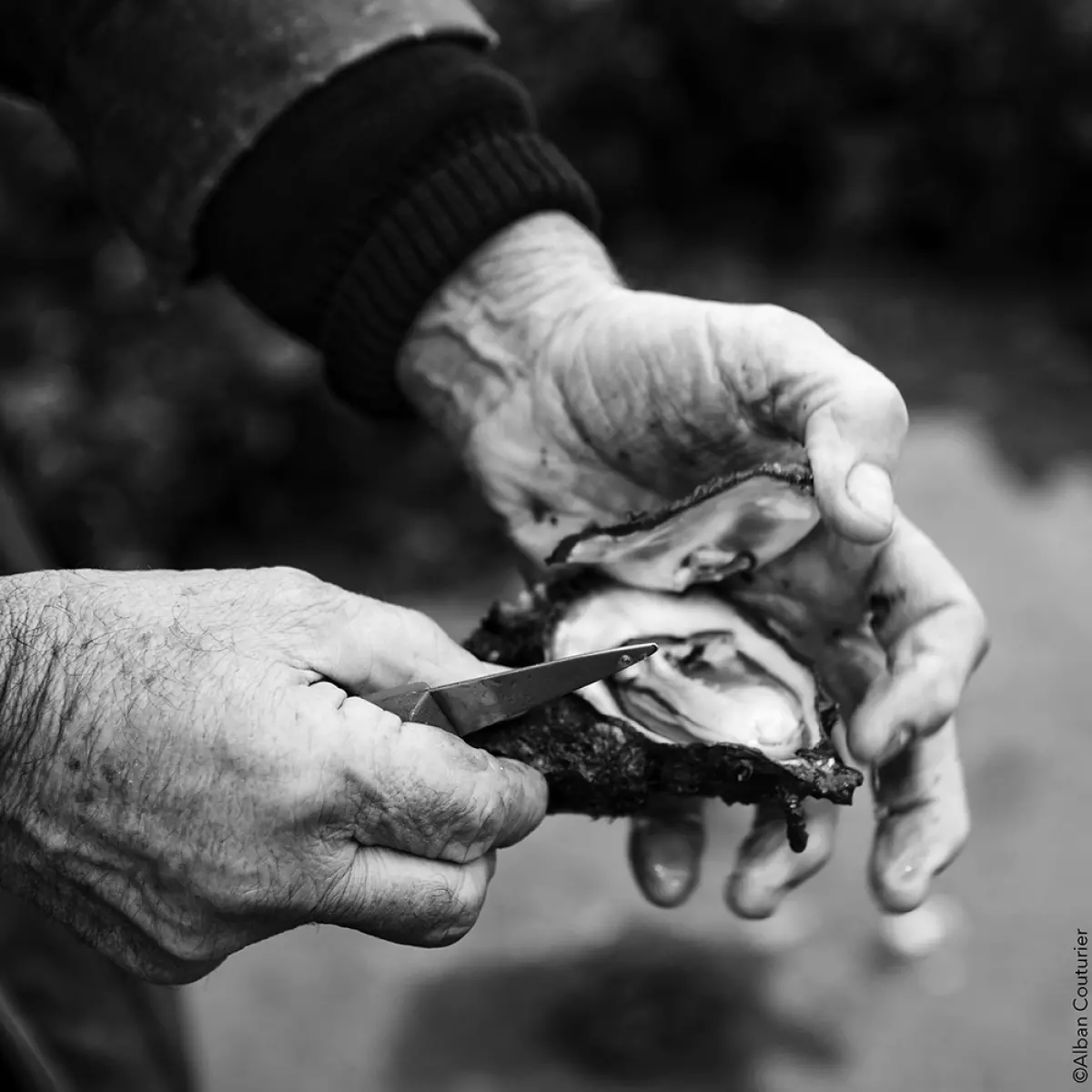 Les huîtres de la Baie de Morlaix : un savoir-faire centenaire en Bretagne