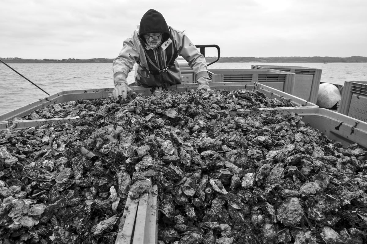 Travail d'ostréiculteur à bord d'un chaland