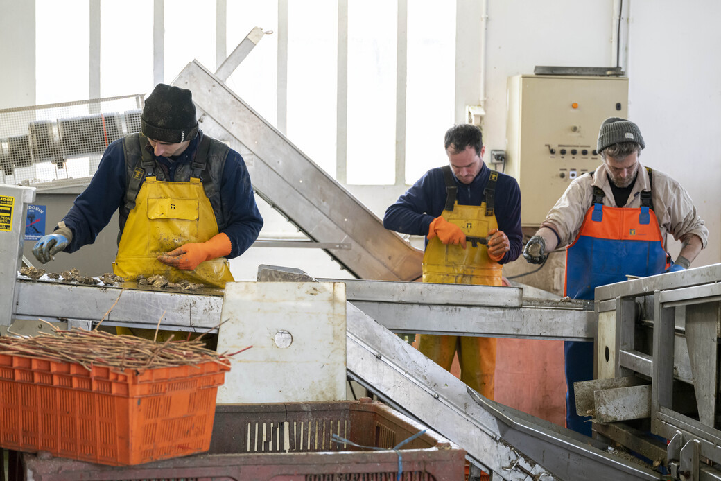 Calibrage des huîtres