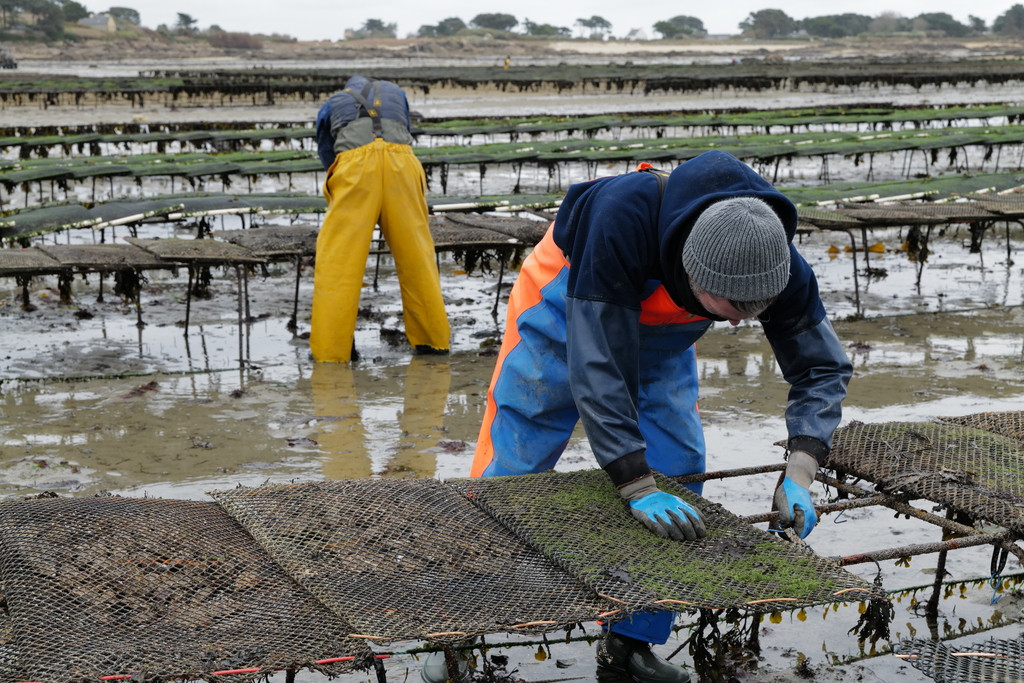 Virage des poches ostréicoles