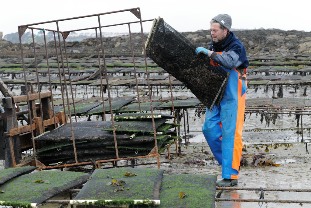 Changement des poches ostréicoles