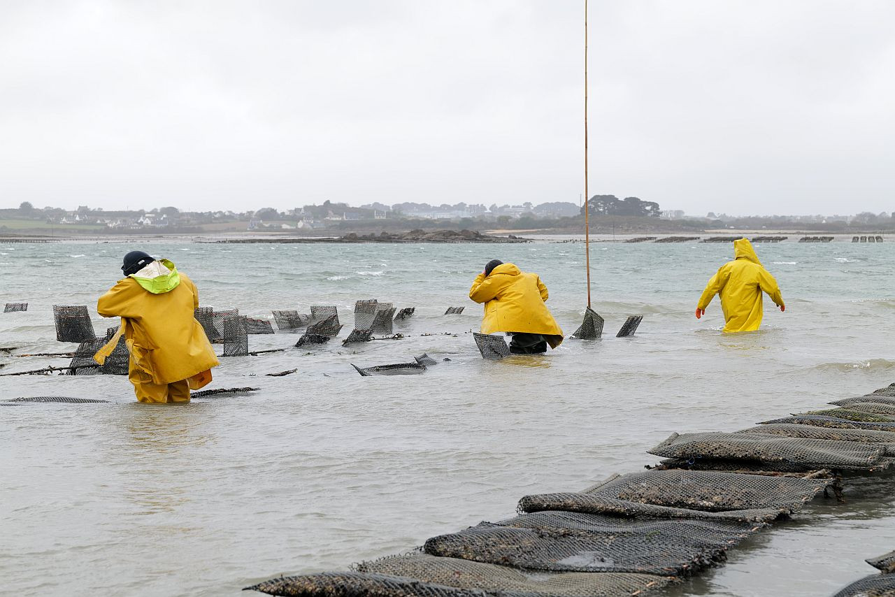 Travail sur les poches de naissains d'huîtres en Penzé