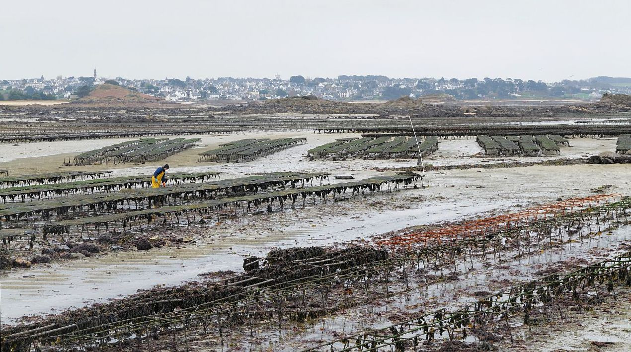 Parcs à huîtres de la Penzé