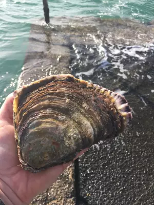 Un pied de cheval de Carantec