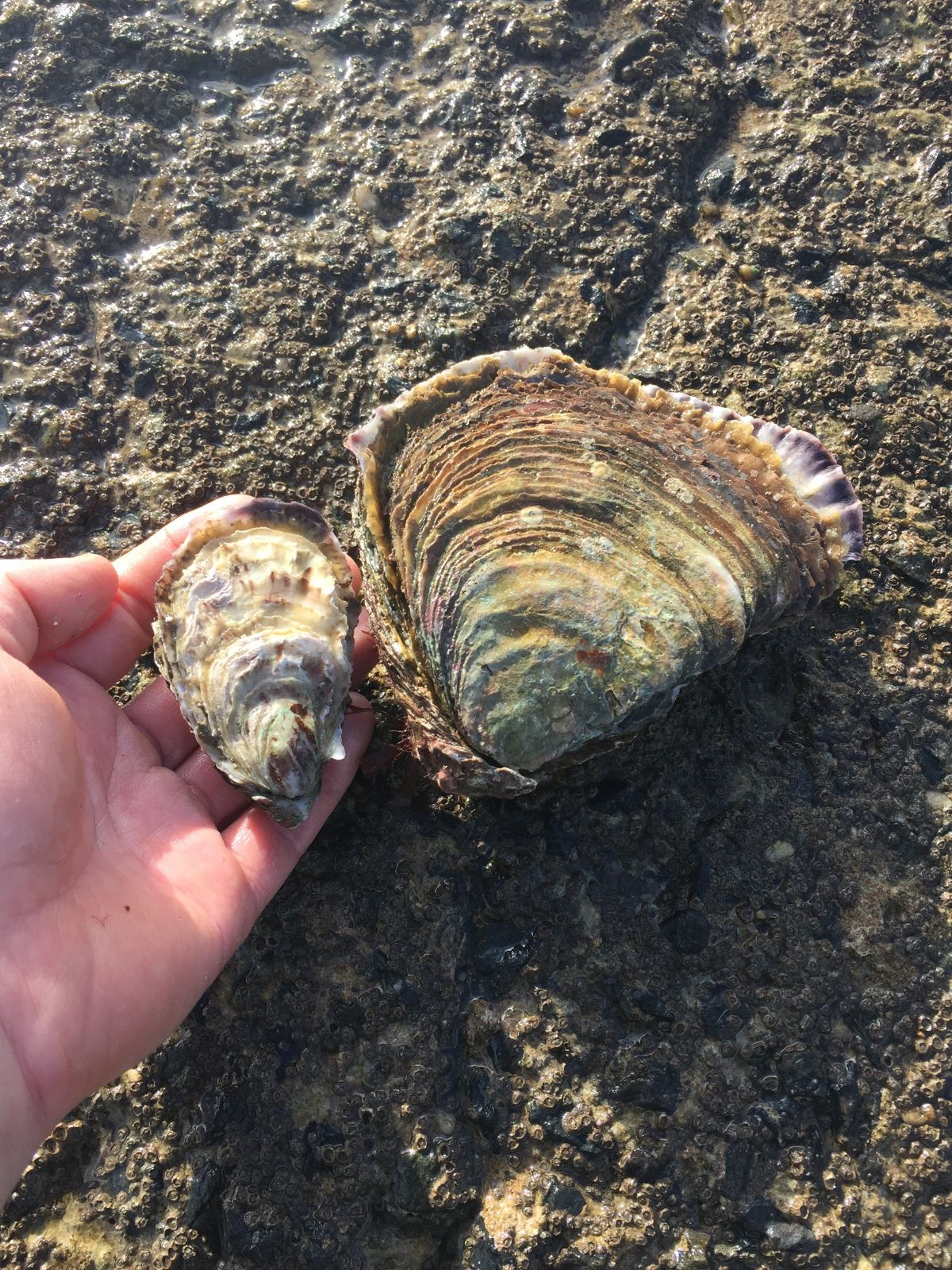 Huitre creuse n°3 et pied de cheval