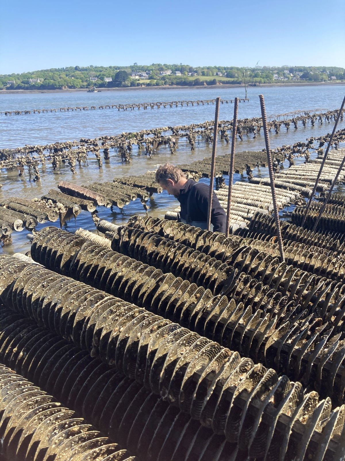 Travail d'ostréiculteur sur les parcs