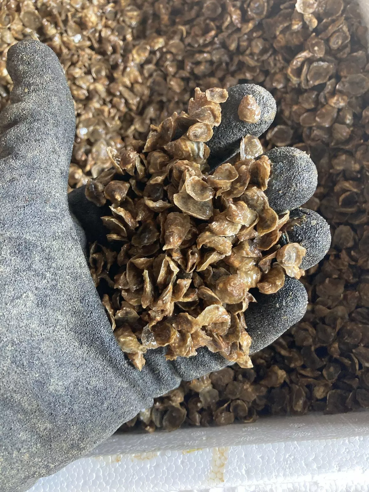 Les larves d'huîtres sont appelés naissains