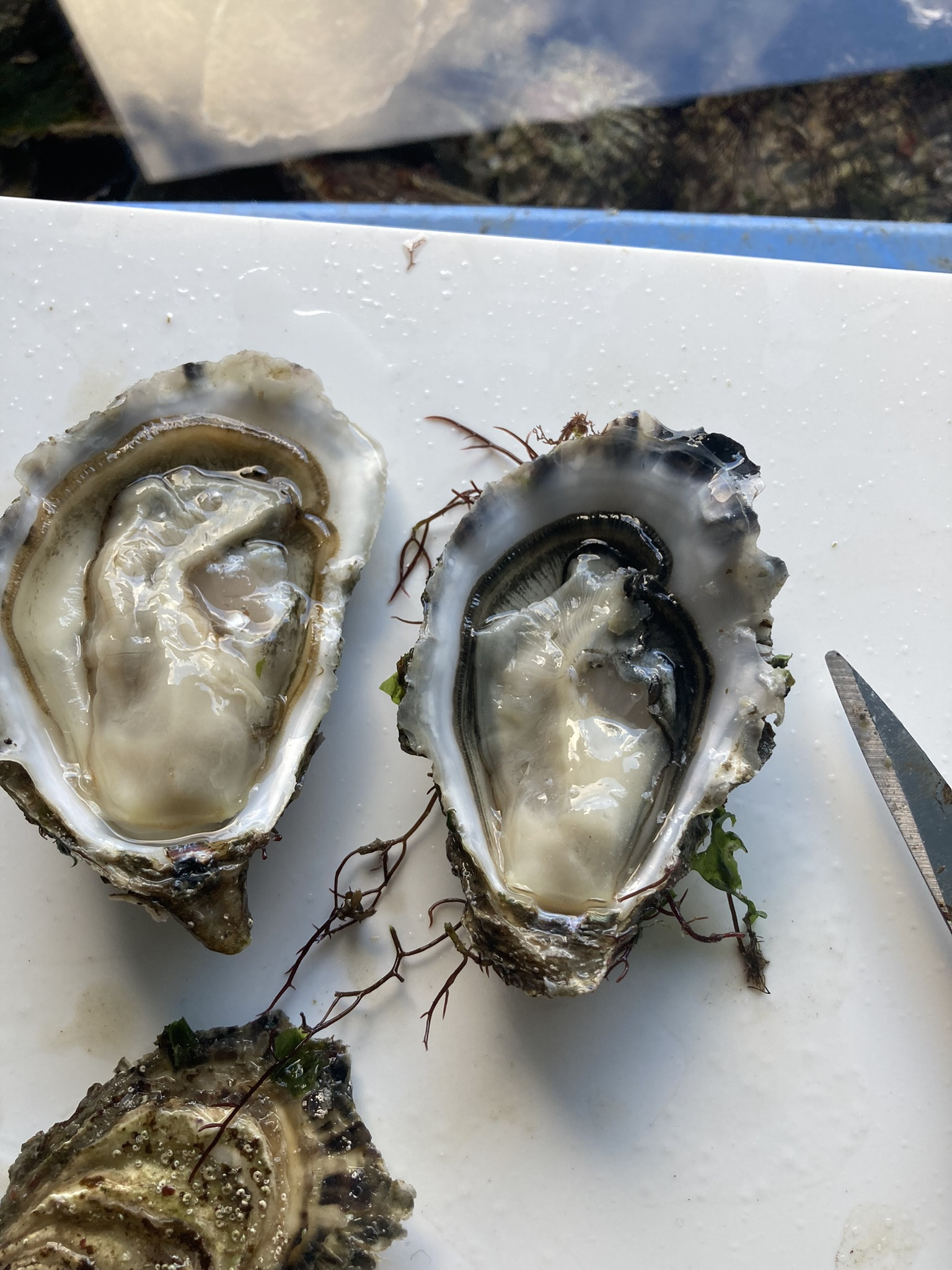 Huîtres creuses n°3 fraichement ouvertes