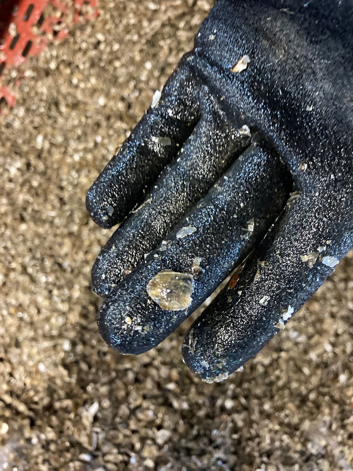 Naissain fraichement récolté