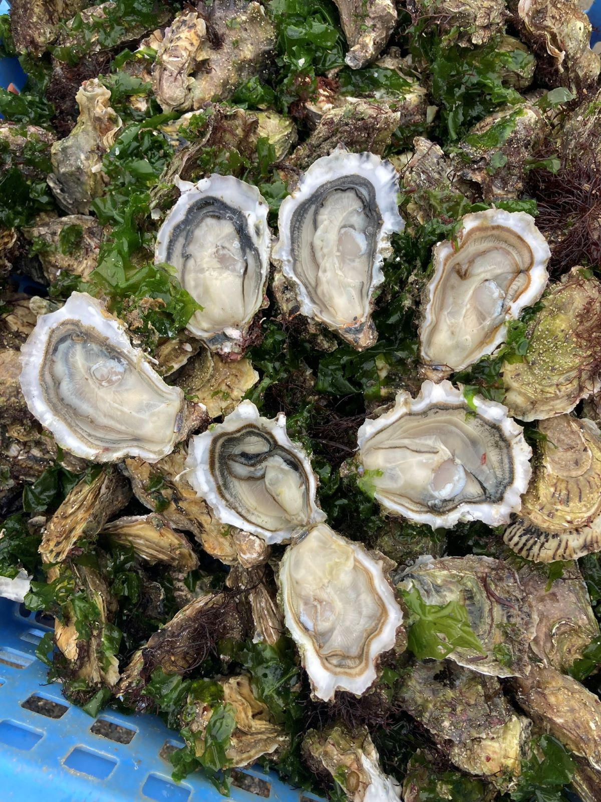 Huîtres creuses naturelles de Carantec
