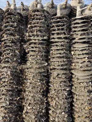 Coupelles de collecte de larves d'huîtres