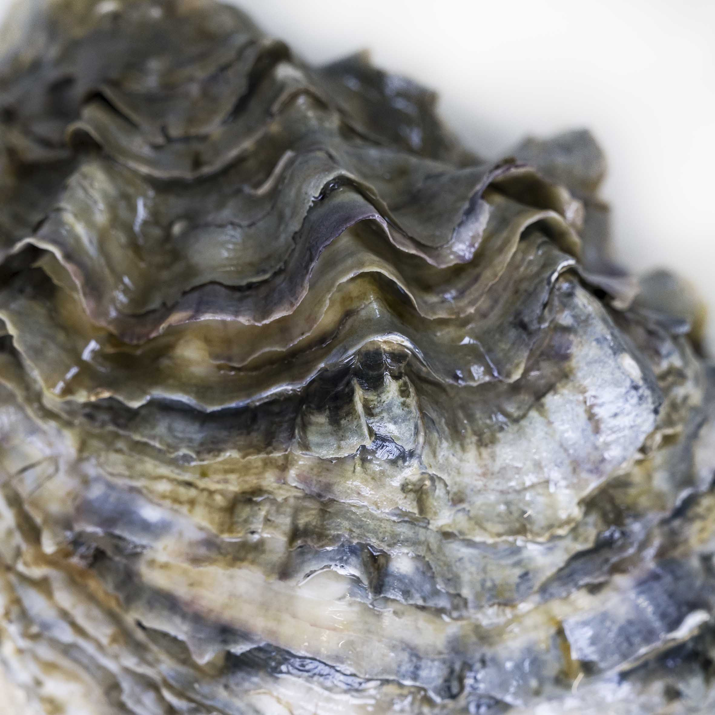 La coquille d'une huître de Carantec