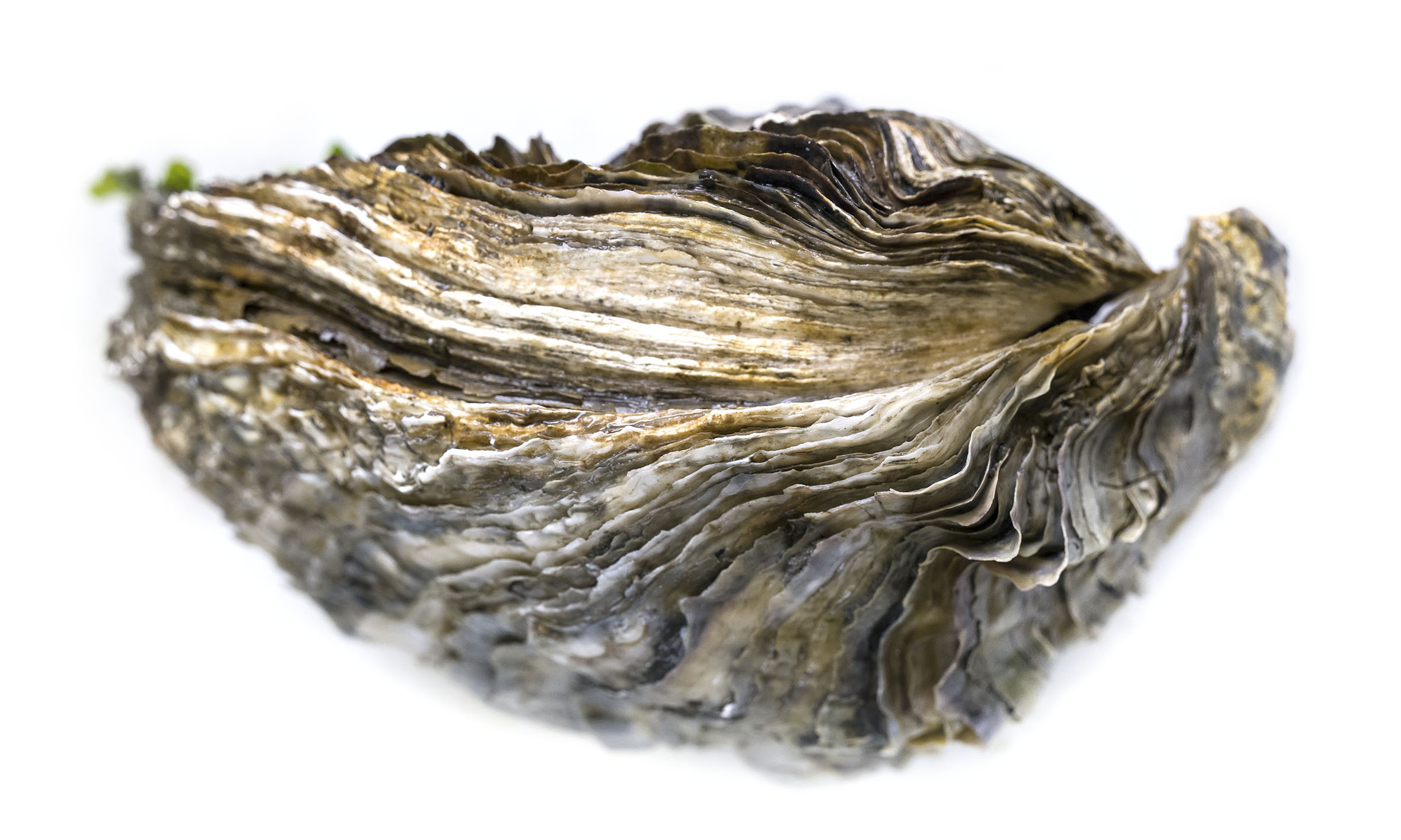 Huître creuse de profil