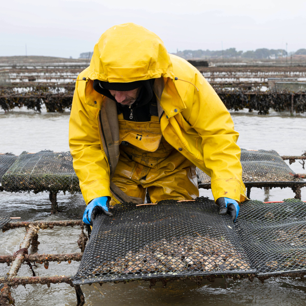 Ostréiculteurs fixant une poche d'huître sur la table