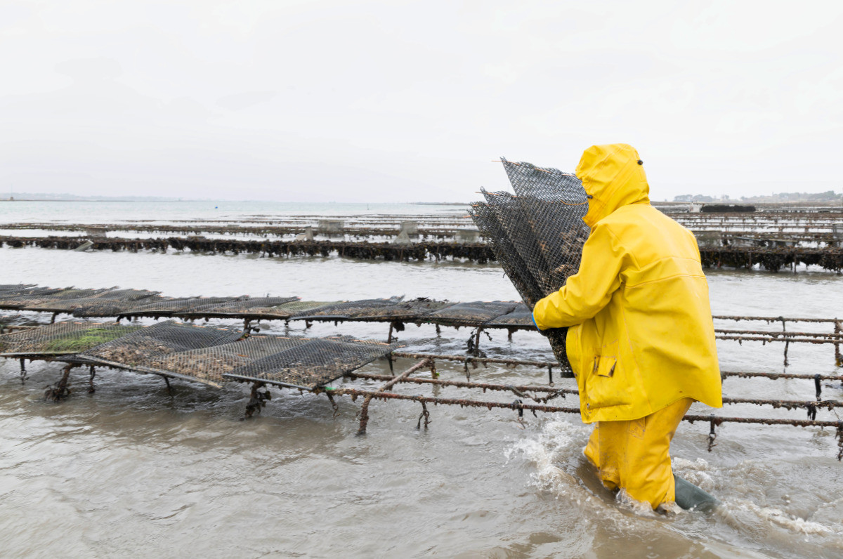 Ostréiculteur au travail sur les parcs à huîtres de la Penzé