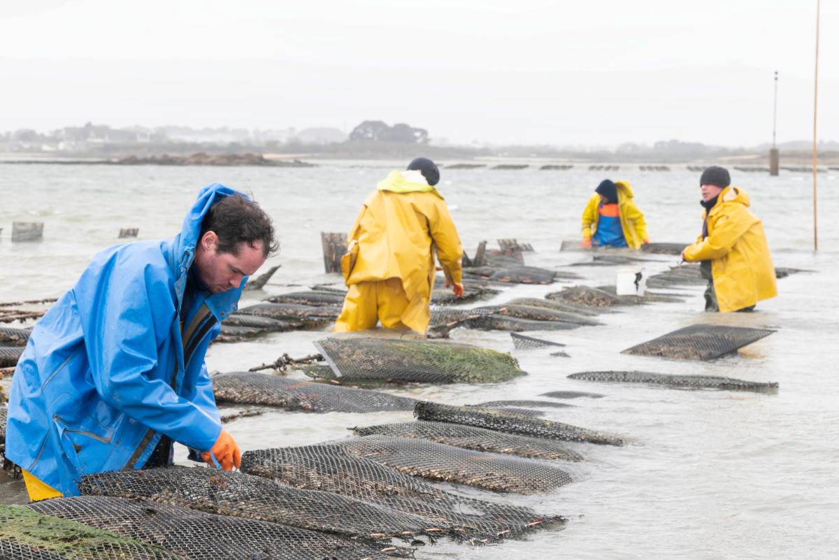 Ostréiculteurs sur les parcs