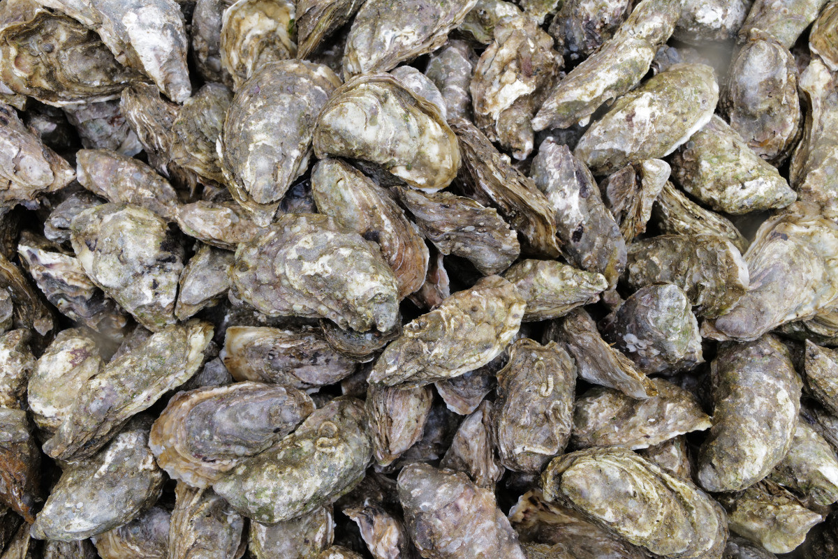 Huîtres creuses de Carantec