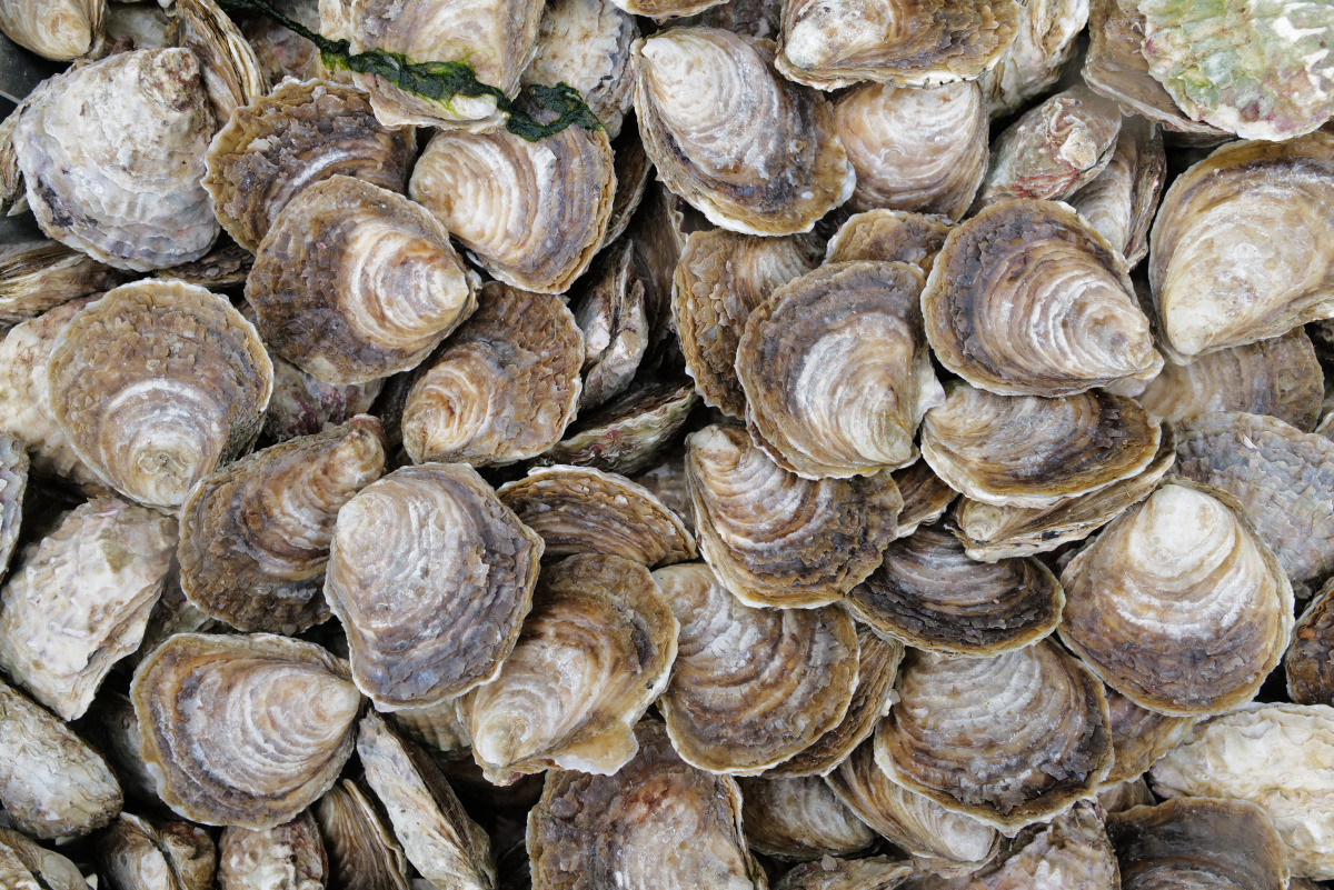 Huîtres plates de Carantec