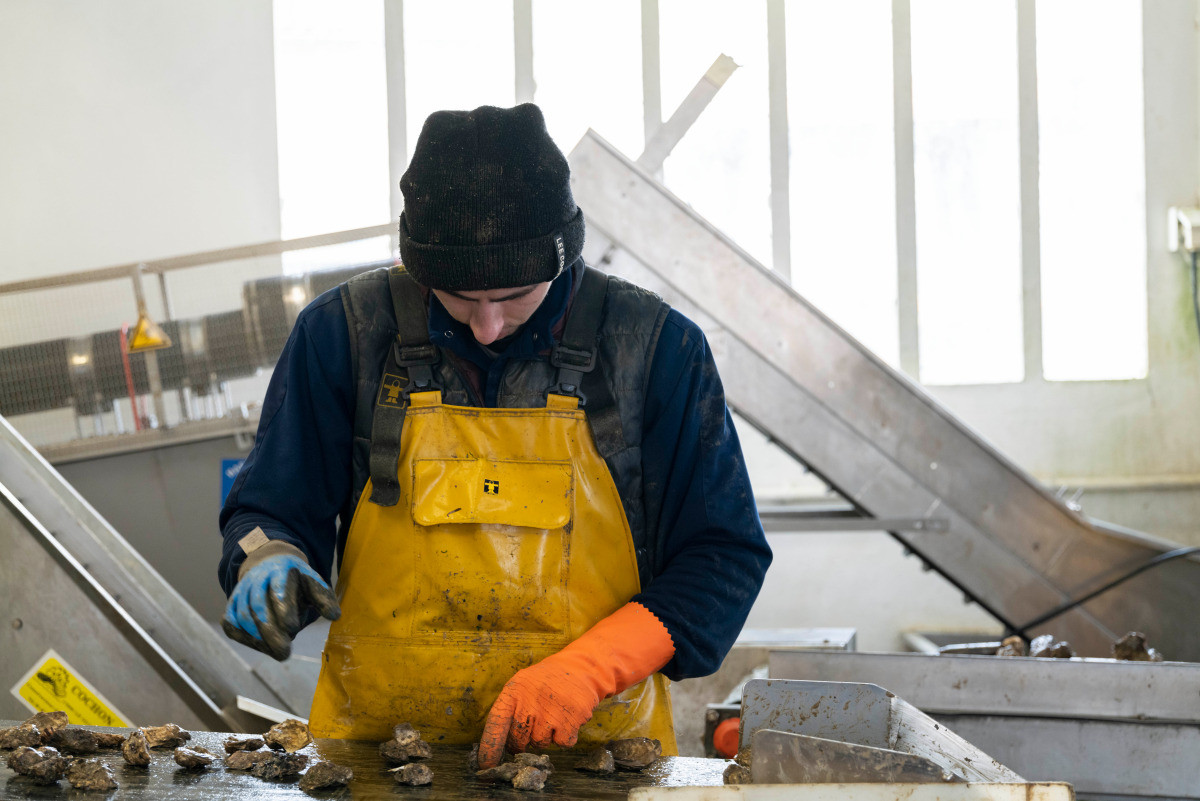 Triage des huîtres au chantier